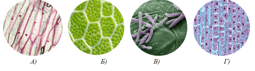 06029nih-bafc-855x238.png