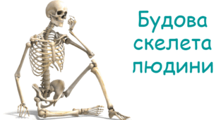 Будова скелета людини (череп, хребет, грудна клітина)
