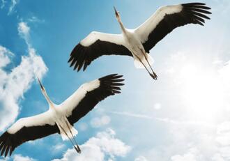 0602a0iz-6f2b-330x231.jpg
