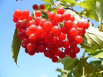 0602a0j0-1d33-333x250.jpg