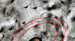 0602a39j-5bf7-265x144.png