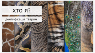 Гра Хто я? - ідентифікація тварин
