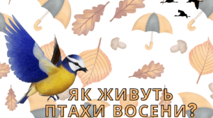 Лепбук. Як живуть птахи восени?