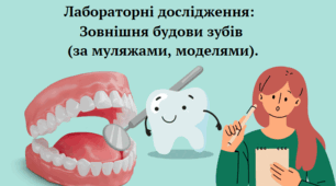 Лабораторні дослідження: Зовнішня будови зубів (за муляжами, моделями). ГР1 8 клас НУШ
