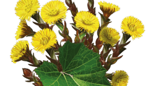Тема: Описи лікарських рослин в джерелах давніх цивілізацій.