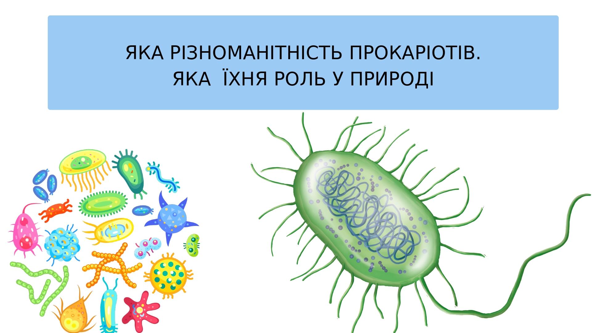 ЯКА РІЗНОМАНІТНІСТЬ ПРОКАРІОТІВ. ЯКА ЇХНЯ РОЛЬ У ПРИРОДІ