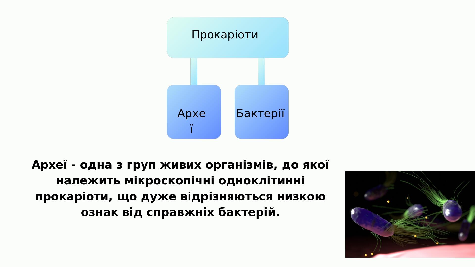 Прокаріоти Археї Бактерії Археї - одна з груп живих організмів, до якої належить мікроскопічні одноклітинні прокаріоти, що дуже відрізняються низко...