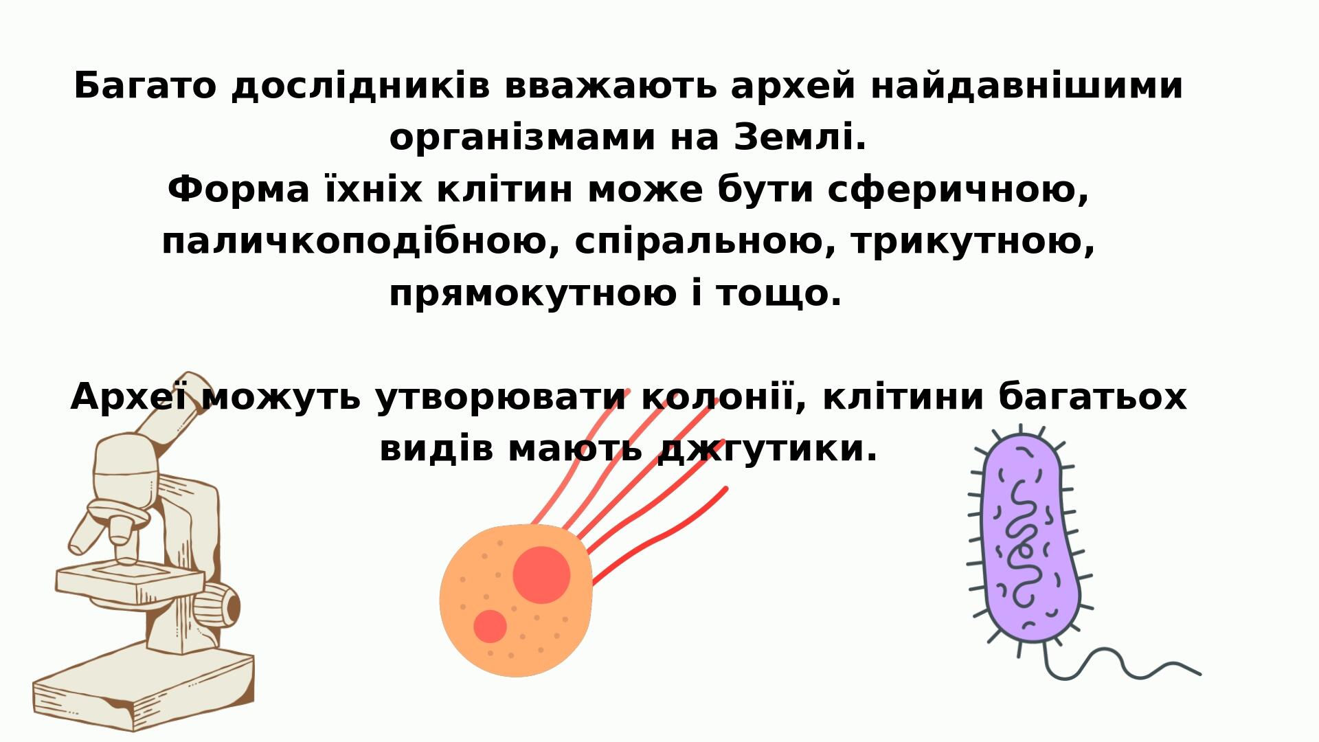 Багато дослідників вважають архей найдавнішими організмами на Землі. Форма їхніх клітин може бути сферичною, паличкоподібною, спіральною, трикутною...