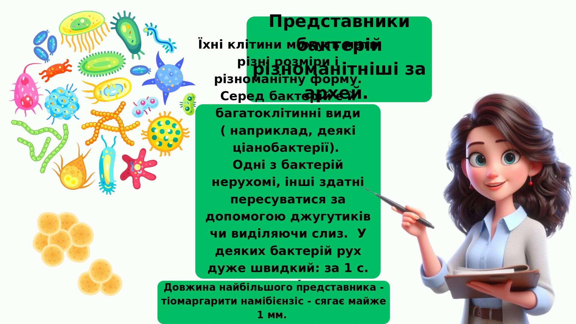 Представники бактерій різноманітніші за архей. Їхні клітини можуть мати різні розміри і різноманітну форму. Серед бактерій є й багатоклітинні види ...