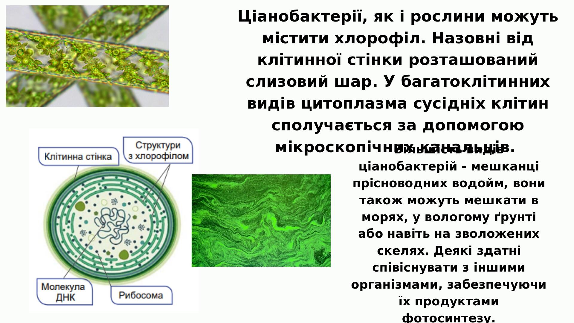 Ціанобактерії, як і рослини можуть містити хлорофіл. Назовні від клітинної стінки розташований слизовий шар. У багатоклітинних видів цитоплазма сус...