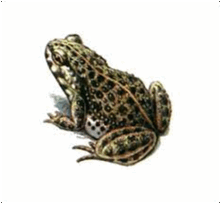 https://fs03.vseosvita.ua/0301jszp-4c21-221x204.png