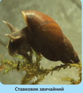 0602b0hg-e7b9-285x320.png