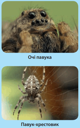 0602b0m7-42e7-278x442.png