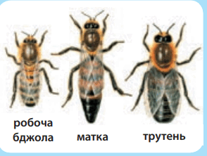 0602b1ti-3986-294x222.png