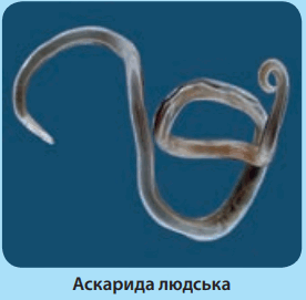 0602b1tq-8660-276x271.png
