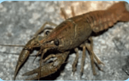 0602b27o-e50e-266x167.png