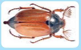 0602b2dr-5cd0-284x175.png
