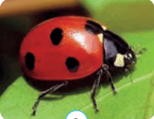 0602b2ev-885a-219x169.png