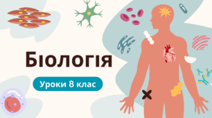 Будова і функції скелетних м'язів