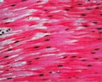 0602bg0h-7d42-144x116.png
