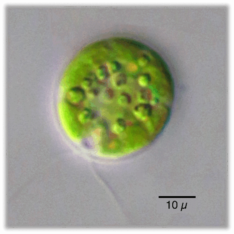 0602bkrv-d579-782x781.png