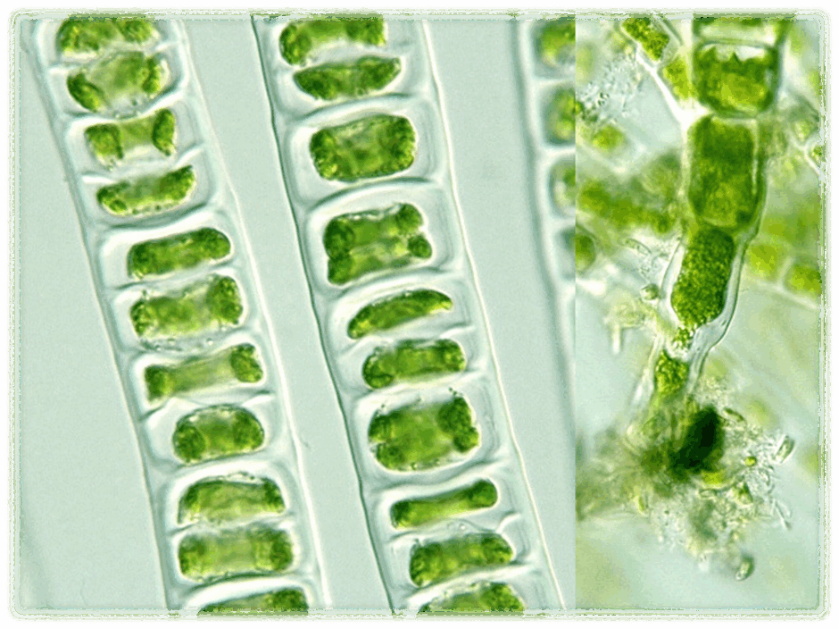 0602bksc-04b3-940x704.png