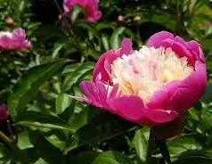 0602bqbd-0ed2-238x184.jpg