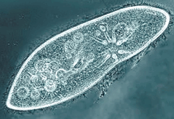 0602bri5-ee2c-570x389.png