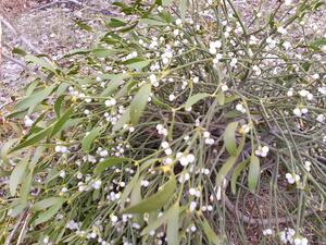 0602brzs-73c9-300x225.jpg