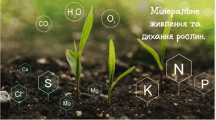 Мінеральне живлення та дихання рослин. Практичні та/або віртуальні роботи «Чи можуть рослини дихати?», «Дослід із насінням», «Який газ виділяється при фотосинтезі?», «Дослід із елодеєю канадською», «Експеримент із виявлення крохмалю в листках рослини»