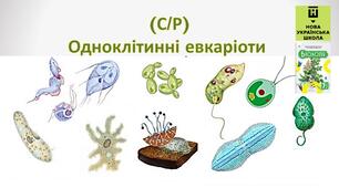 Одноклітинні евкаріоти