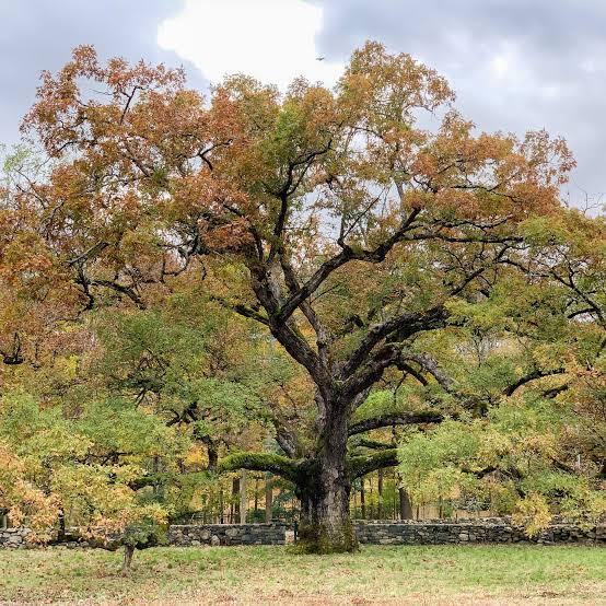 Why You Should Plant Oaks - The New York Times