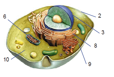 0602bvp8-a413-395x267.png
