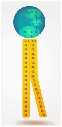0602bvp9-3ed4-217x443.png