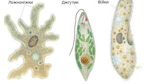 Одноклітинні евкаріоти - мешканці прісних водойм і морів. Біологія. 7 клас НУШ