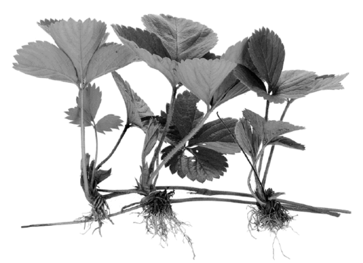 0602byj7-d0d7-742x539.png