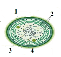 0602byrx-f33b-207x195.png