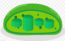 0602byss-6a62-217x137.png
