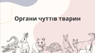 Органи чуття тварин