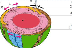 0602cdt2-5427-247x166.png