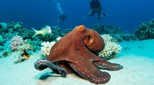 8 жовтня - Всесвітній день  восьминога (World Octopus Day).