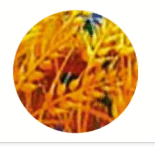 0602cn1k-1d34-155x146.png