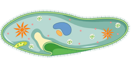 0602cpmk-bdef-521x244.png