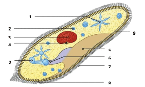 Aufbau Pantoffeltierchen Diagram | Quizlet