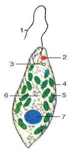 Biology of Animals Lab Practical 1 Flashcards | Quizlet