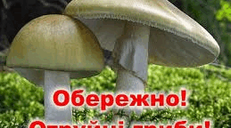 Отруйні рослини, тварини, гриби