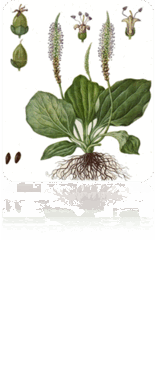 0602d654-cc45-156x366.png