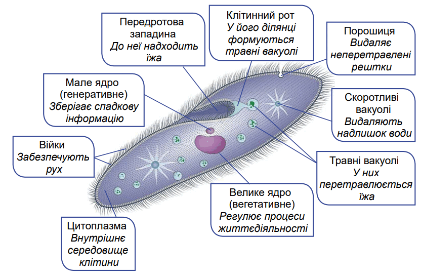 0602d74t-506d-832x549.png