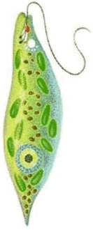 0602dfq1-278e-133x330.png