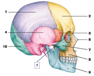 0602dyk5-0e6c-313x254.png